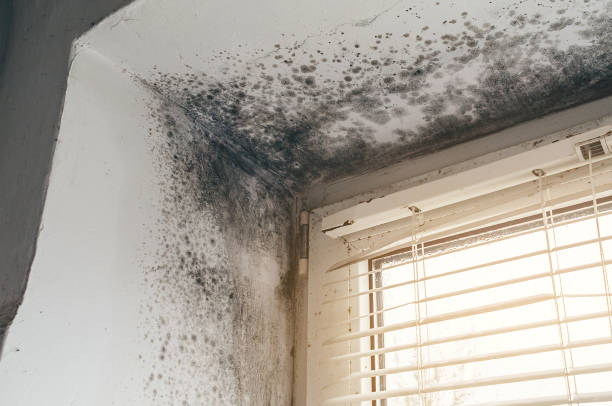 Affordable Attic Mold Remediation solutions in Tewksbury, MA